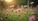 MWA's Native Plant Sale Online: Bringing Nature Closer to Home