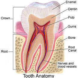 root canal anatomy