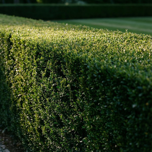Hedge Sculpting & Shaping