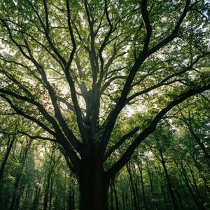 Large Canopy Pruning