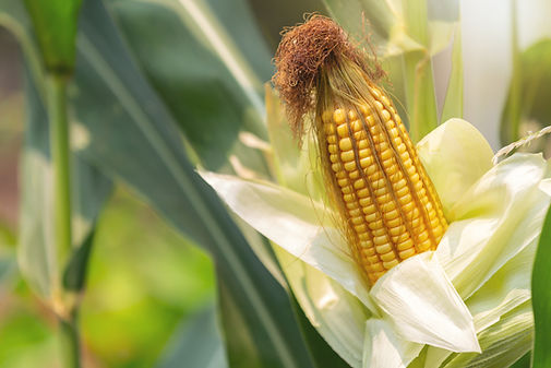 corn-stalk-ready-harvest-field.jpg