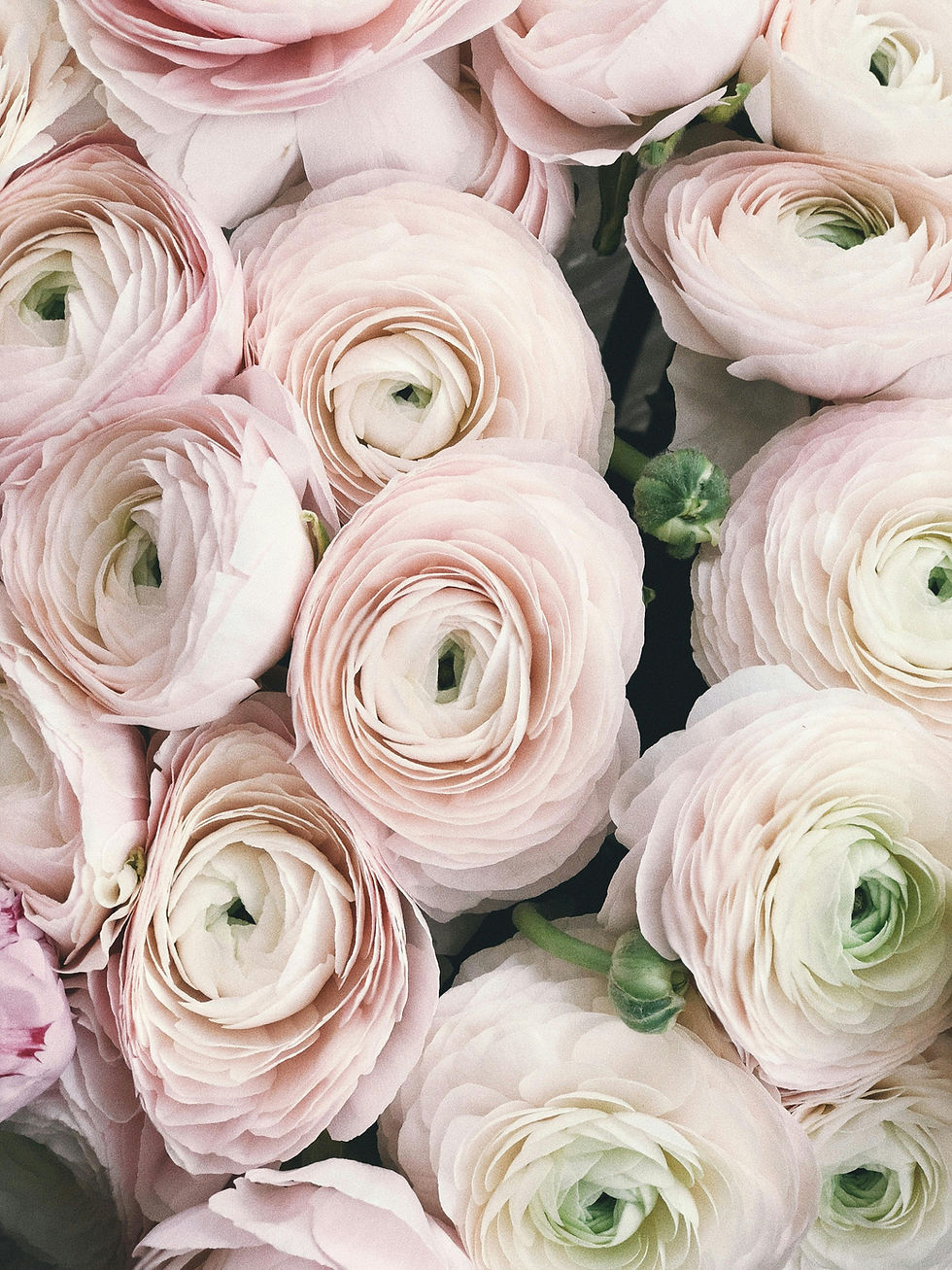 Close-up of pale pink ranunculus flowers with layered petals. The soft, delicate blooms create a serene, romantic floral pattern.