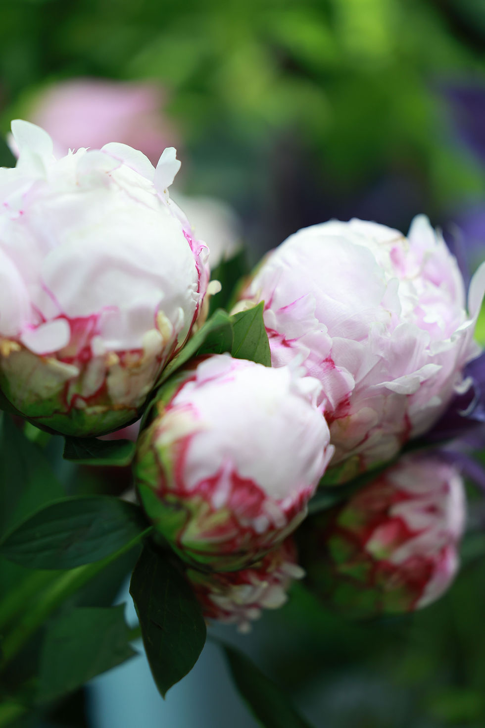 Close-up of pale pink and white peonies with green leaves against a blurred garden background.
