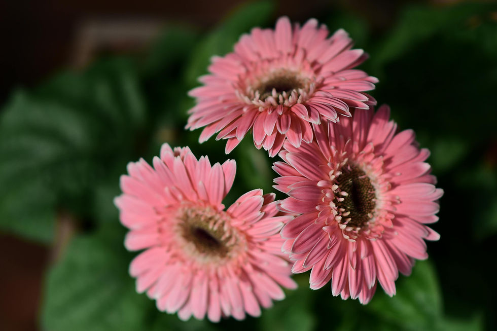 Salmon pink gerbera daisies