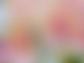 Close up of bright pink and yellow orchids