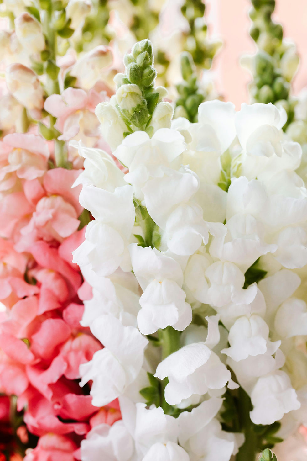 Close-up of white and pink snapdragon flowers in bloom, displaying vibrant colors and delicate petals with a soft-focus background.