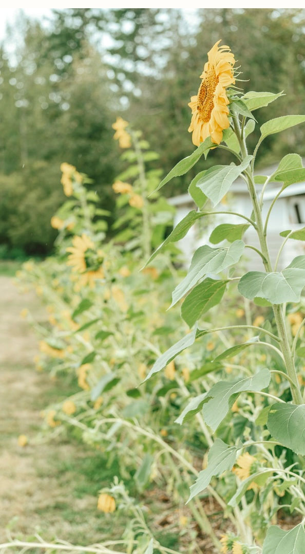 close up sunflowers tall