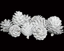 Dried Flower Arrangements
Natural Dried Flower
Indian Natural Drieds
Dried Flower Exporter India
Bulk Dried Flowers