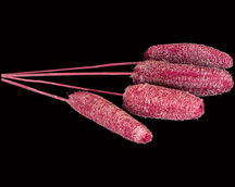 Indian Dried Flower
Indian Natural Dry Flower
Indian Flower Exporter
Dried Flowers Wholesale
Natural Dried Exotics