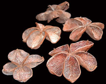 Indian Dried Flower
Indian Natural Dry Flower
Indian Flower Exporter
Dried Flowers Wholesale
Natural Dried Exotics