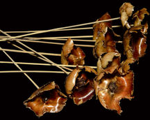 Dried Flower Arrangements
Natural Dried Flowers
Indian Natural Drieds
Bulk Dried Flowers
Preserved Flowers Wholesale