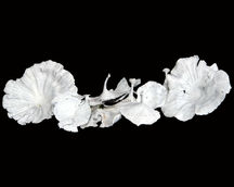 Dried Flower Arrangements
Natural Dried Flower
Indian Natural Drieds
Dried Flower Exporter India
Bulk Dried Flowers