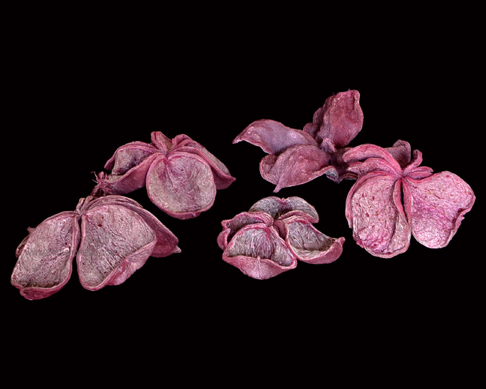 Land Lotus White Wash Erika