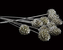 Indian Natural Dried
Indian Natural Dried Exporter
Natural Dry Flower
Bulk Dried Wholesale
Dried Flower Arrangements