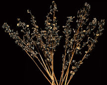 Dried Flower Arrangements
Natural Dried Flowers
Indian Natural Drieds
Bulk Dried Flowers
Preserved Flowers Wholesale