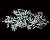 Dried Flower Arrangement
Natural Dried Flowers
Indian Natural Drieds
Dried Flower Exporter India
Bulk Dried Flowers