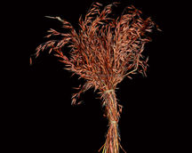 Dried Flowers
Home Decor Items
Dried Flower Arrangements
Indian Natural Dry Flower
Natural Dried Plants