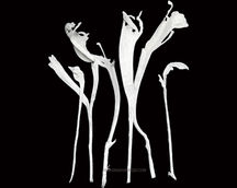 Dried Flower Arrangements
Natural Dried Flower
Indian Natural Drieds
Dried Flower Exporter India
Bulk Dried Flowers