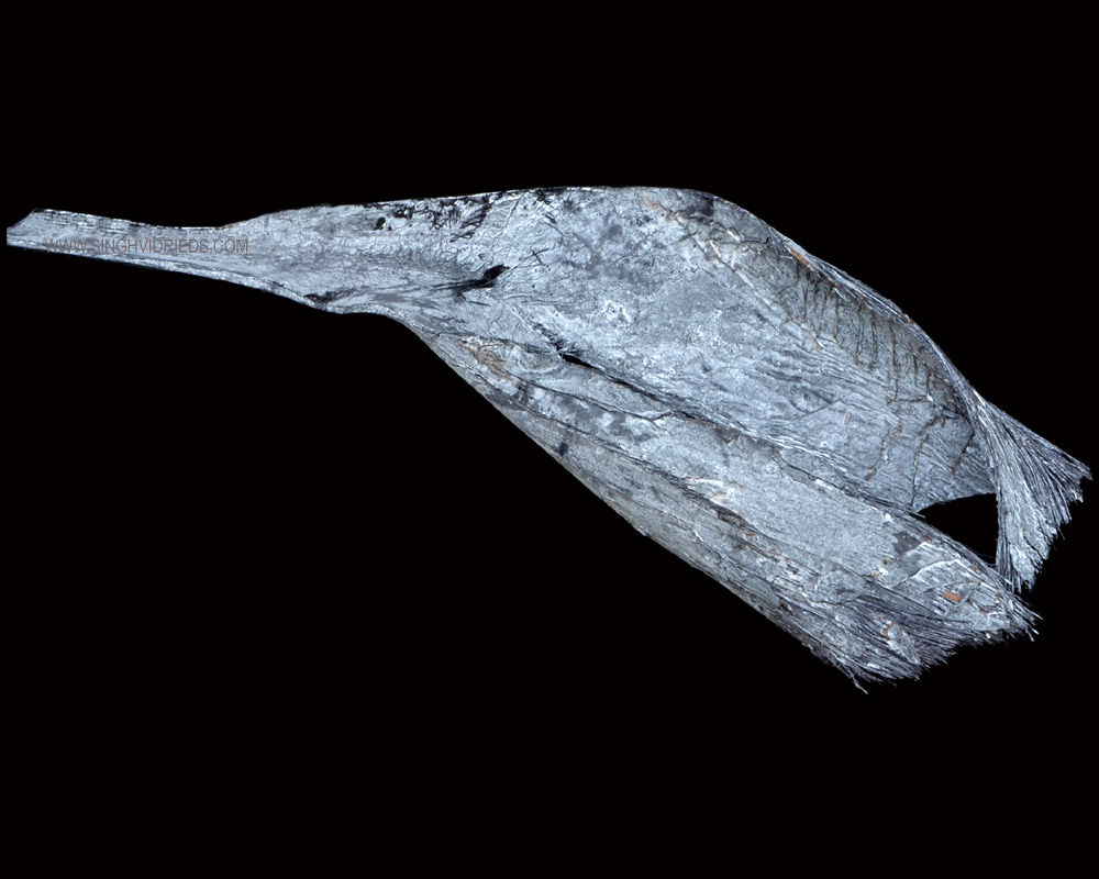 Palm Sing White Wash Black