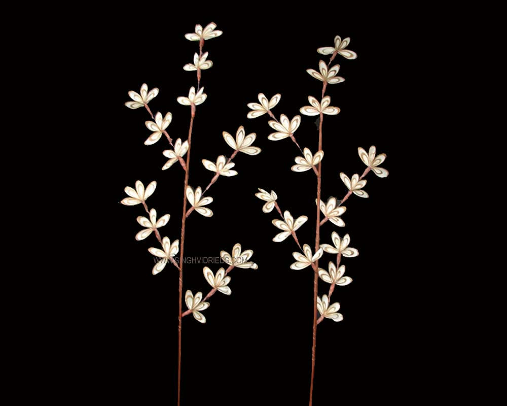 Sola Double Slice Stick