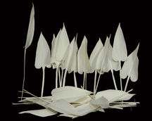 Dried Flower Arrangements
Natural Dried Flowers
Indian Natural Drieds
Bulk Dried Flowers
Preserved Flowers Wholesale