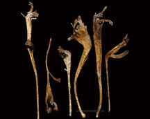 Dried Flower Arrangements
Natural Dried Flowers
Indian Natural Drieds
Bulk Dried Flowers
Preserved Flowers Wholesale