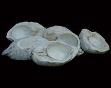 Dried Flower Arrangement
Natural Dried Flowers
Indian Natural Drieds
Dried Flower Exporter India
Bulk Dried Flowers