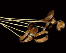 Dried Flower Arrangements
Natural Dried Flowers
Indian Natural Drieds
Bulk Dried Flowers
Preserved Flowers Wholesale