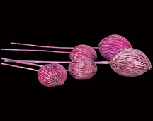 Indian Dried Flower
Indian Natural Dry Flower
Indian Flower Exporter
Dried Flowers Wholesale
Natural Dried Exotics