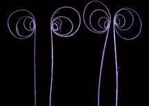 Indian Dried Flower
Indian Natural Dry Flower
Indian Flower Exporter
Dried Flowers Wholesale
Natural Dried Exotics