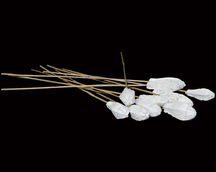 Dried Flower Arrangements
Natural Dried Flower
Indian Natural Drieds
Dried Flower Exporter India
Bulk Dried Flowers