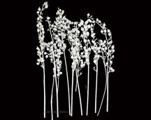 Dried Flower Arrangements
Natural Dried Flower
Indian Natural Drieds
Dried Flower Exporter India
Bulk Dried Flowers