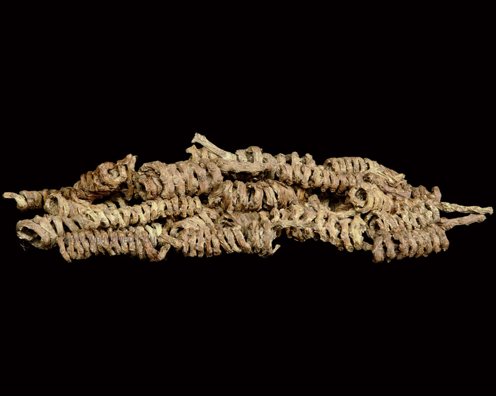 Tail Spring Head Natural