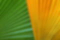 Green And Yellow Leaves