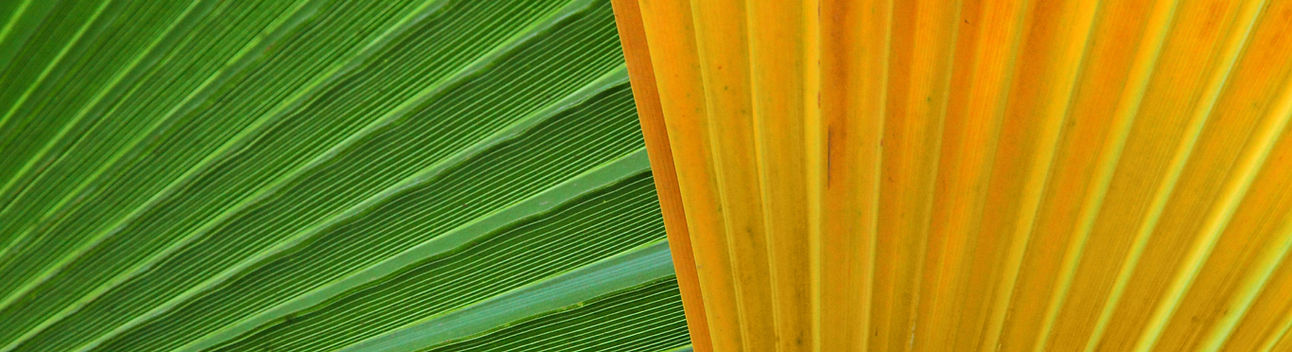 Green And Yellow Leaves