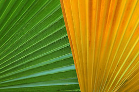 Green and Yellow