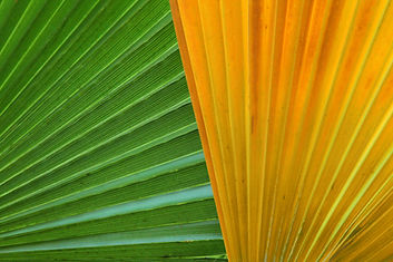 Green And Yellow Leaves