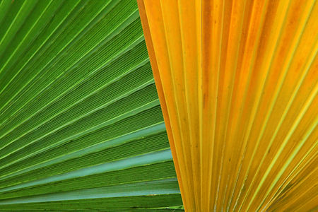 Green and Yellow