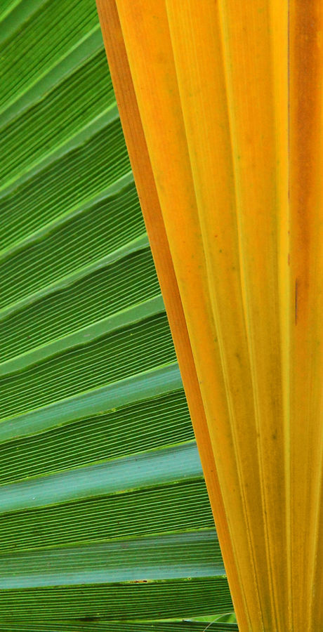 Green and Yellow