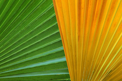 Green and Yellow
