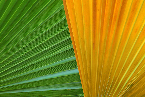 Green and Yellow
