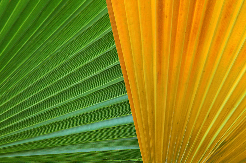 Green and Yellow