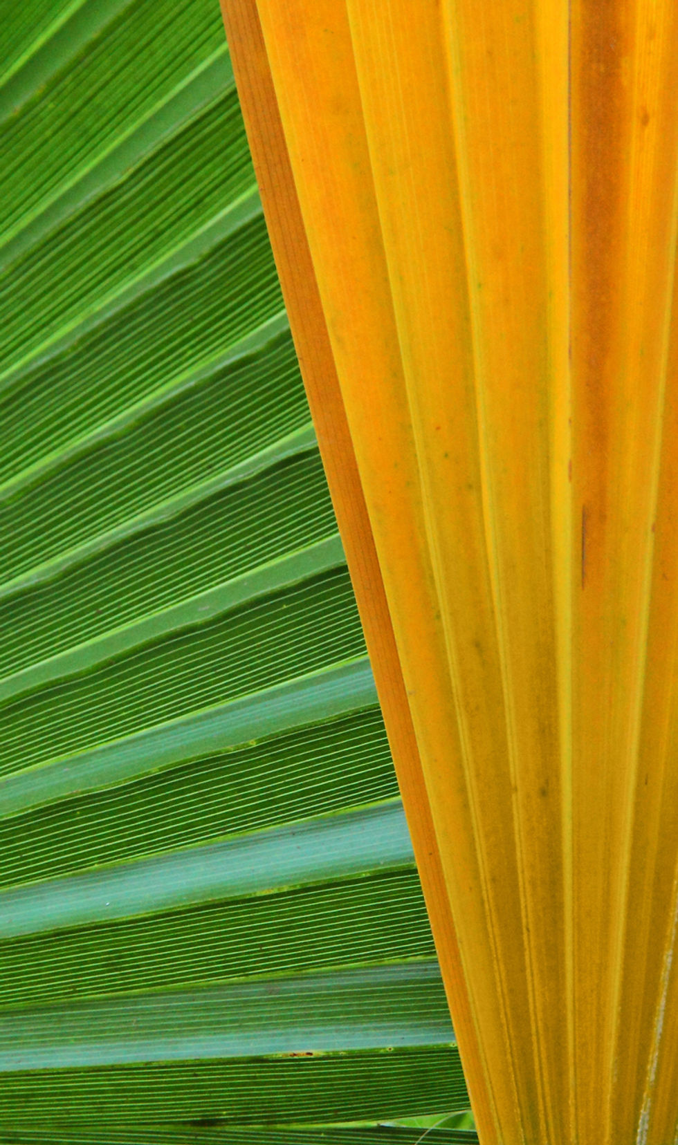 Green and Yellow