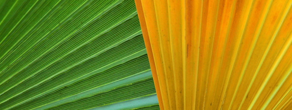 Green and Yellow