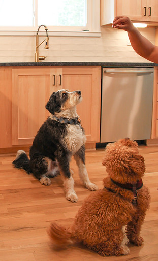 Bernie (on left) and Hoppy (on right) wait for a treat because they are good boys!