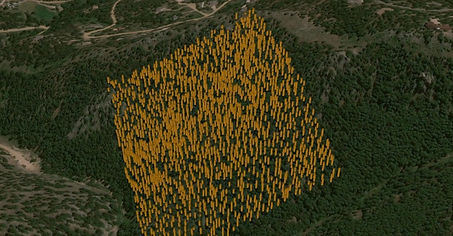 individual tree detection4_edited.jpg