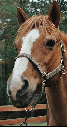 Meet the Horses - 4_edited.jpg