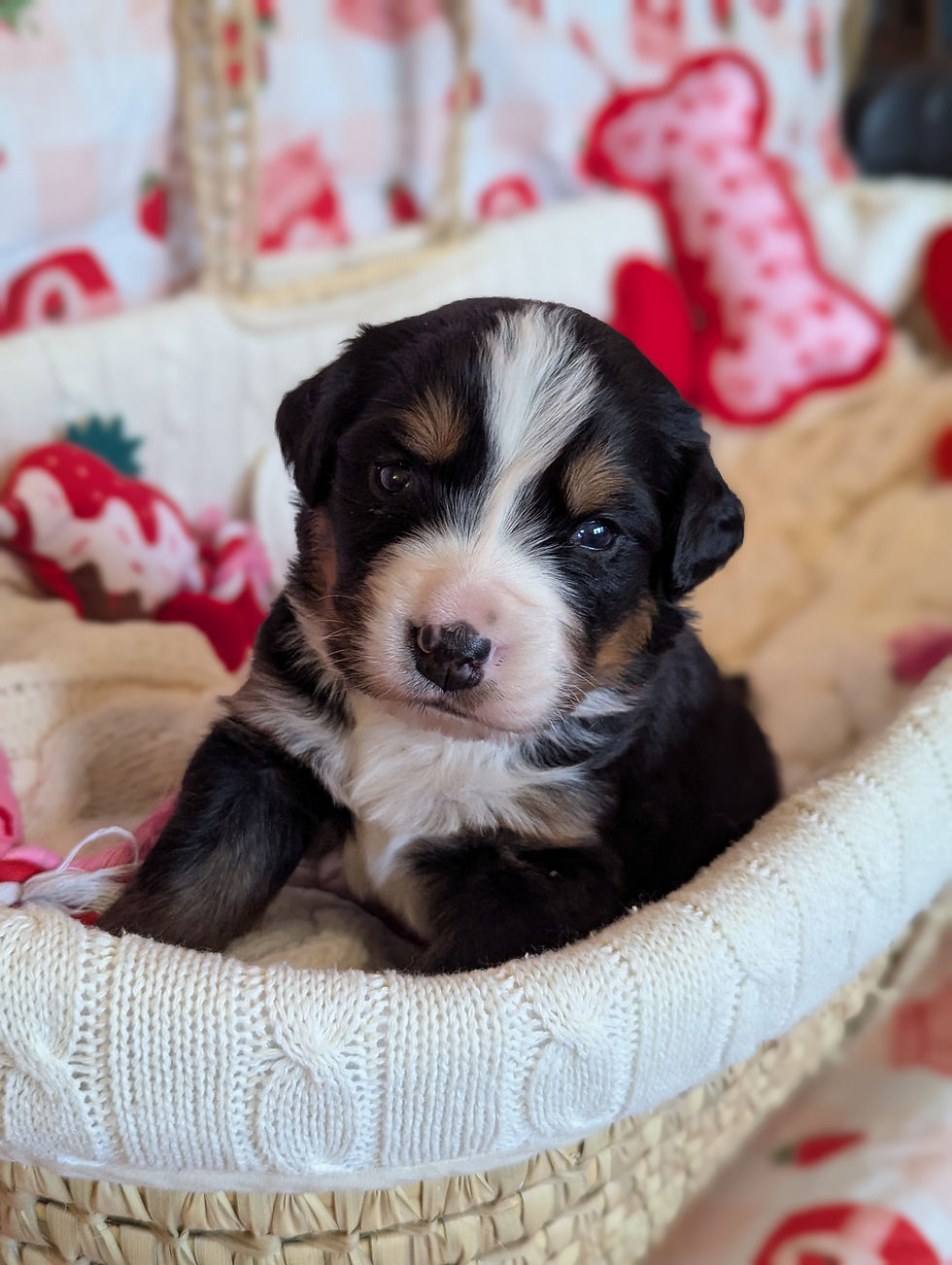 Bernese Mountain Dog puppy raised in Kansas City with family-socialized care
