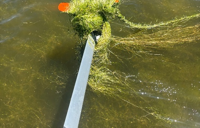 What’s Growing Beneath the Surface? Understanding widgeon grass in Chilmark Pond