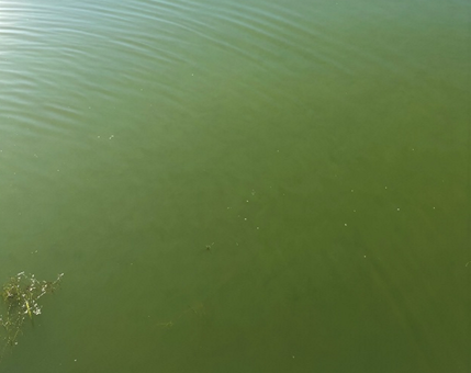 Murky water with green hue